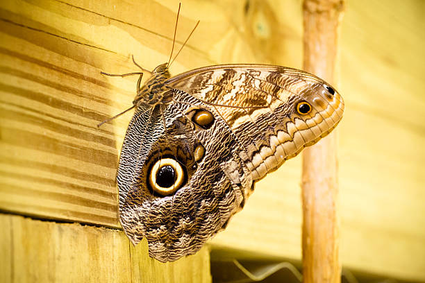 Caligo memnon Ventral view stock photo