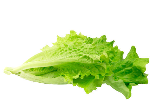 istock lettuce isolated on white background eco healthy lifestyle 473325890