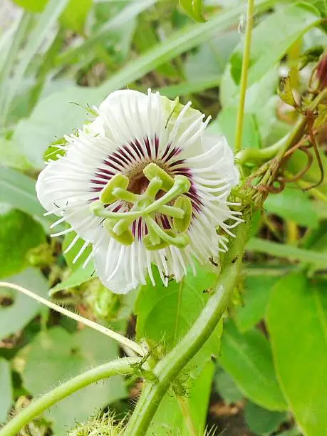 green Fetid passionflower in garden ( Passiflora foetida )