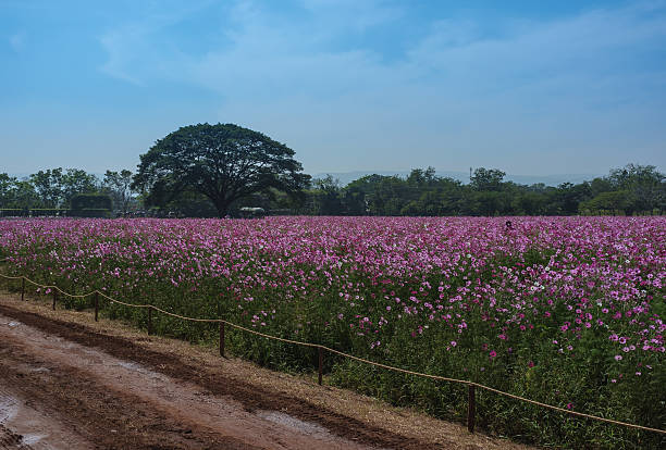 istock Field of Pink Flowers 473329028