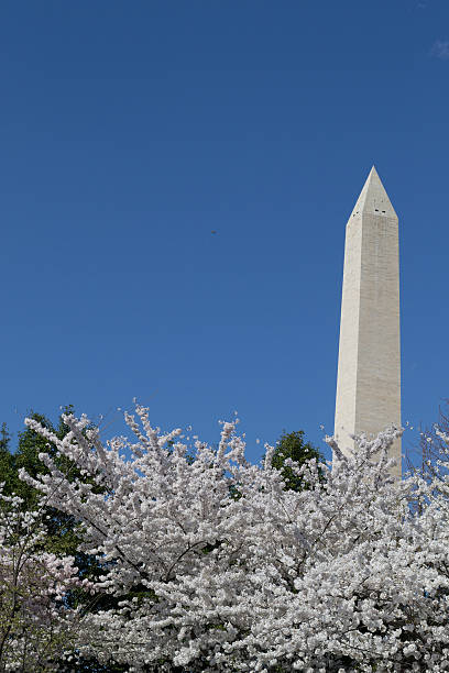 istock Festival and Washington Memorial 473329658