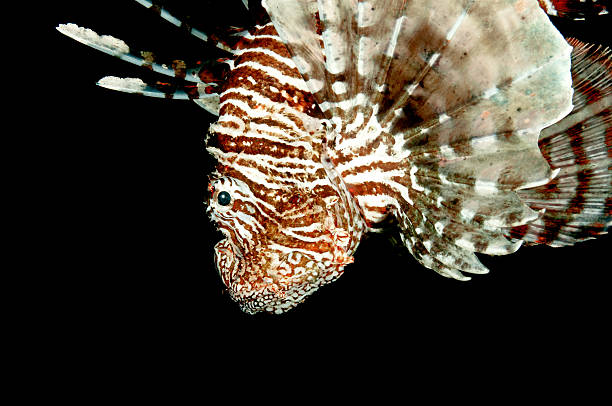 istock Closeup Lionfish Red Sea 473329910