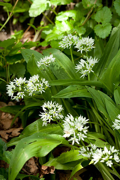 istock flower of garlic 473330620