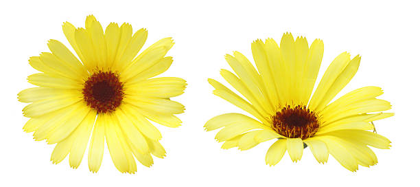 istock Flower head of pot marigold 473333358