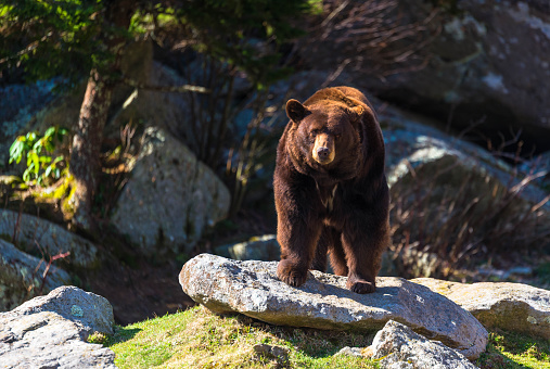 A Cinnamon colored black bear at the nature museum at Grandfather Mountain in the Blue Ridge Mountains of North Carolina. 