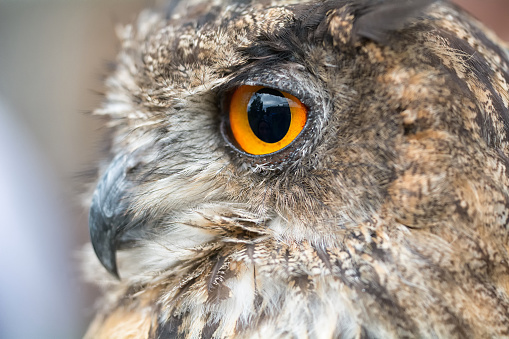 Nice portrait owl with orange eyes.