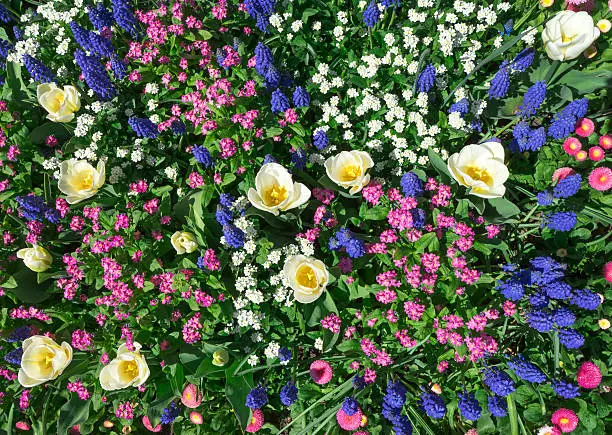 Colorful flower bed in pink, blue and white in spring. Taken in close-up with a view from above. 