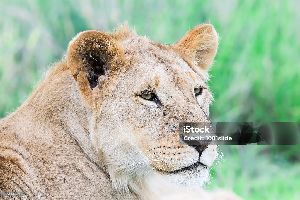 handsome Young Lion at wild - portrait [url=http://www.istockphoto.com/search/lightbox/12140723/#1e97b20] "See more Wild LiON & LiONESS images"  

[url=file_closeup?id=34262242][img]/file_thumbview/34262242/1[/img][/url] [url=file_closeup?id=20218074][img]/file_thumbview/20218074/1[/img][/url] [url=file_closeup?id=23593303][img]/file_thumbview/23593303/1[/img][/url] [url=file_closeup?id=34266050][img]/file_thumbview/34266050/1[/img][/url] [url=file_closeup?id=23845402][img]/file_thumbview/23845402/1[/img][/url] [url=file_closeup?id=36223232][img]/file_thumbview/36223232/1[/img][/url] [url=file_closeup?id=36307756][img]/file_thumbview/36307756/1[/img][/url] [url=file_closeup?id=23887547][img]/file_thumbview/23887547/1[/img][/url] [url=file_closeup?id=26062776][img]/file_thumbview/26062776/1[/img][/url] [url=file_closeup?id=23302967][img]/file_thumbview/23302967/1[/img][/url] [url=file_closeup?id=23593526][img]/file_thumbview/23593526/1[/img][/url] [url=file_closeup?id=34865694][img]/file_thumbview/34865694/1[/img][/url] [url=file_closeup?id=20653845][img]/file_thumbview/20653845/1[/img][/url] [url=file_closeup?id=34359244][img]/file_thumbview/34359244/1[/img][/url] [url=file_closeup?id=33882622][img]/file_thumbview/33882622/1[/img][/url] [url=file_closeup?id=32182506][img]/file_thumbview/32182506/1[/img][/url] [url=file_closeup?id=23593606][img]/file_thumbview/23593606/1[/img][/url] [url=file_closeup?id=34315646][img]/file_thumbview/34315646/1[/img][/url] [url=file_closeup?id=31936370][img]/file_thumbview/31936370/1[/img][/url]
[url=file_closeup?id=26891836][img]/file_thumbview/26891836/1[/img][/url] [url=file_closeup?id=26945098][img]/file_thumbview/26945098/1[/img][/url] [url=file_closeup?id=26891381][img]/file_thumbview/26891381/1[/img][/url] [url=file_closeup?id=34185734][img]/file_thumbview/34185734/1[/img][/url] [url=file_closeup?id=19728142][img]/file_thumbview/19728142/1[/img][/url] 2015 Stock Photo