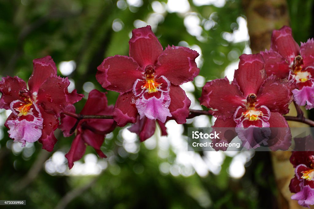 Orchid Close up image of orchids 2015 Stock Photo