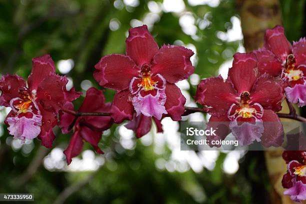 Orchid Stock Photo - Download Image Now - 2015, Beauty In Nature, Botany