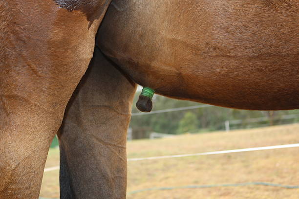 istock Baby Horse; a foal 473336200