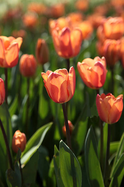 Tulipa - fotografia de stock