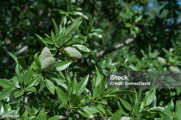 Closeup Of Almonds Ripening On Tree Stock Photo - Download Image Now - 2015, Abundance, Agriculture