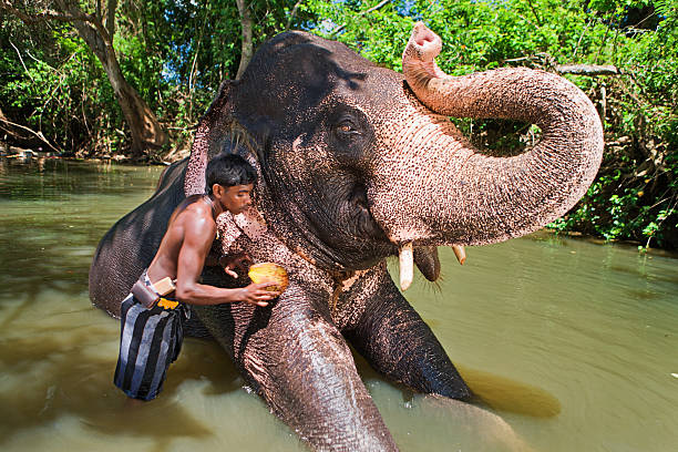 Mahout bathing his elephant in the river