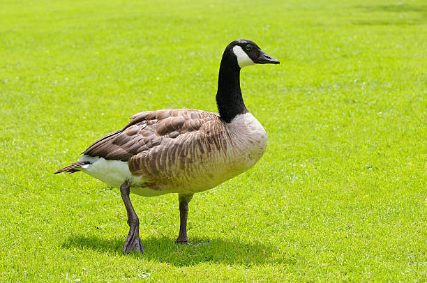 istock gray goose on green field 473336524