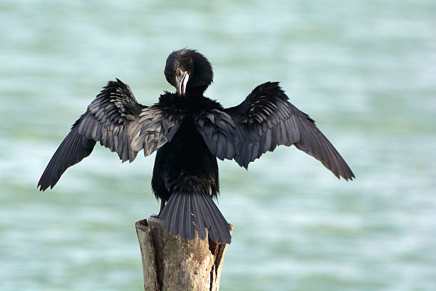 istock Bird. Little cormorant (Phalacropcorax niger) on Stump 473336892