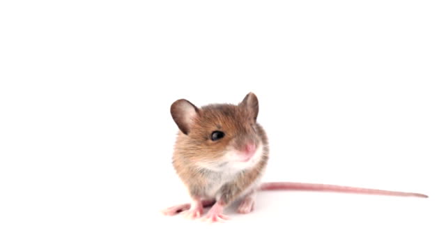 7,821 Mouse Animal Stock Videos and Royalty-Free Footage - iStock | Mouse  animal icon, Mouse animal isolated, White mouse animal
