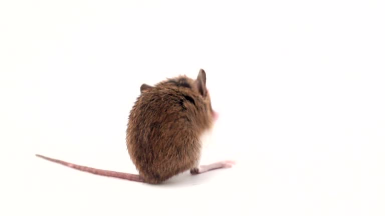 7,821 Mouse Animal Stock Videos and Royalty-Free Footage - iStock | Mouse animal icon, Mouse animal isolated, White mouse animal 7,821 Mouse Animal Stock Videos and Royalty-Free Footage - iStock | Mouse animal icon, Mouse animal isolated, White mouse animal