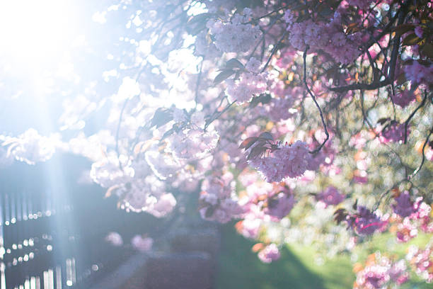 istock Beautiful Pink Flowers in Sunlight 473339602