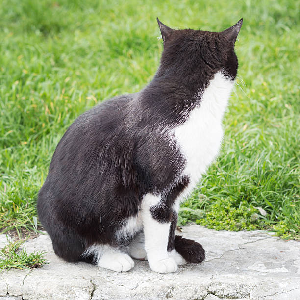 istock Black and white cat on a background of green grass 473339730