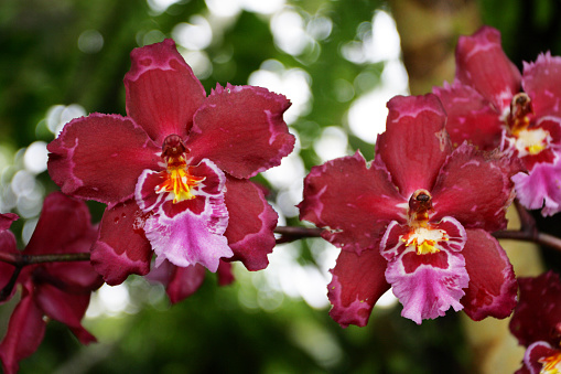 Close up image of orchids