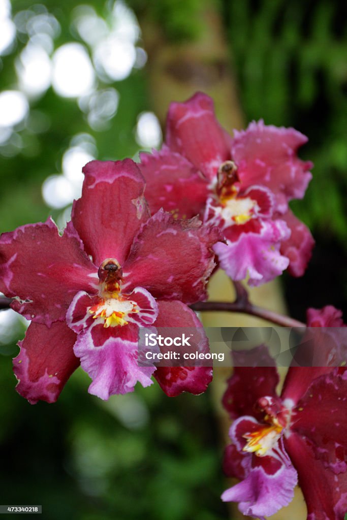 Orchid Close up image of orchids 2015 Stock Photo