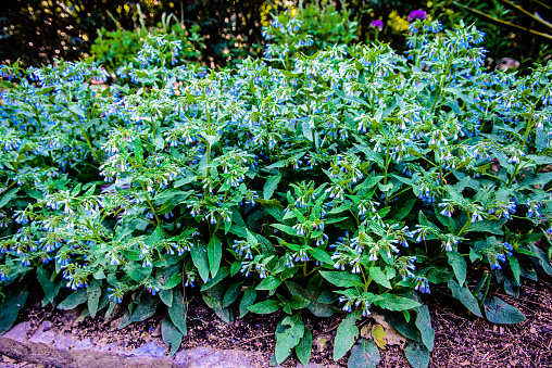 A beautiful picture of a herbaceous comfrey plant, with its colorful blue and white flowers in full bloom during spring season.