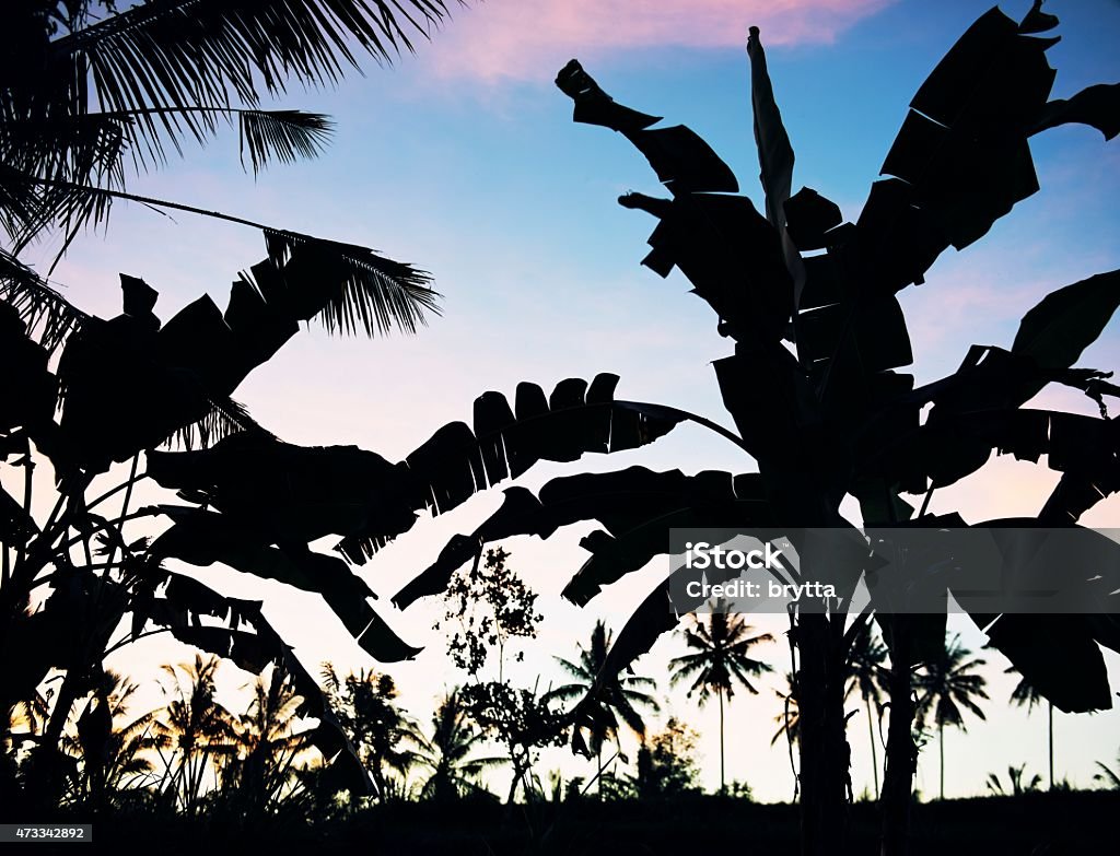 Silhouettes of banana  and palm trees Silhouettes of banana  and palm trees at sunset. 2015 Stock Photo