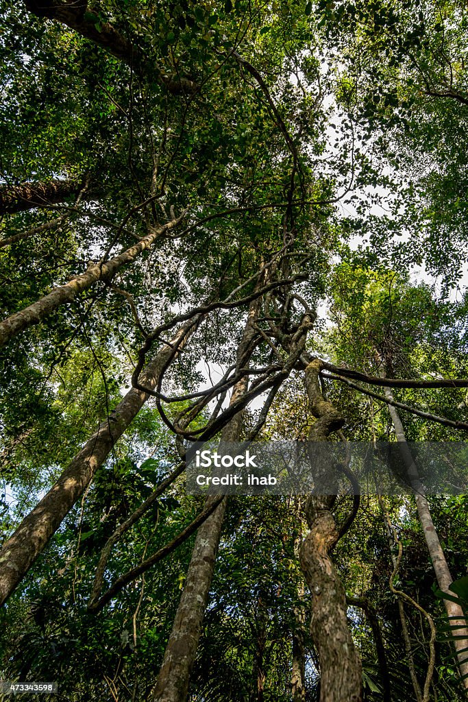 Rainforest in Taman Negara National Park, Malaysia 2015 Stock Photo