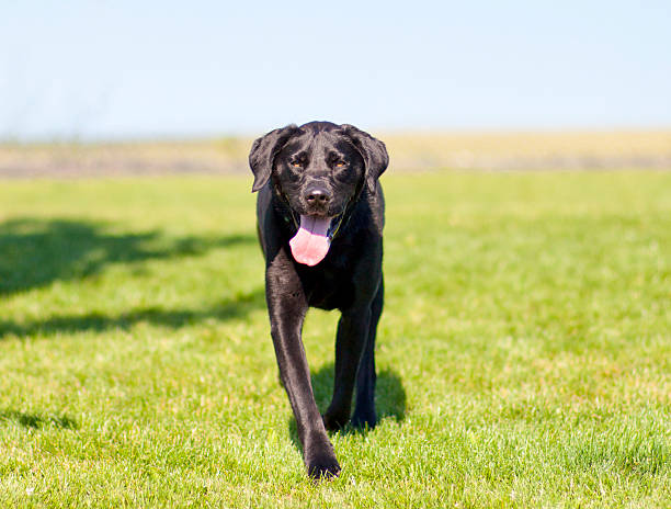 istock Black labrador dog walking towards the camera 473347852