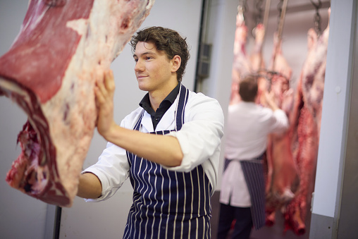 a young butcher apprentice moves a beef from the cold store in a commercial butchers. In the background a butcher can be seen checking beef carcasses . The young butcher is wearing chef's whites and a striped blue apron.