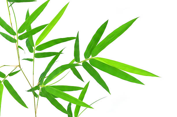 istock Green bamboo leaves on a white background 473349484