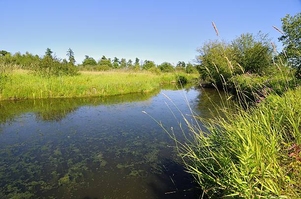 istock wetland of a migratory bird sanctuary 473349842