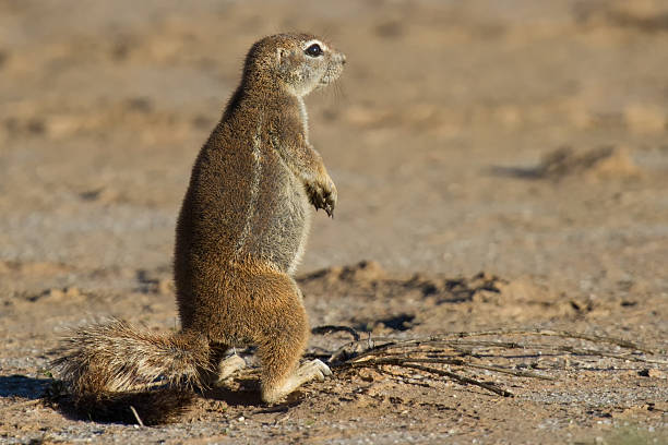 istock Small ground squirrel sitting on sand eating his food 473351572