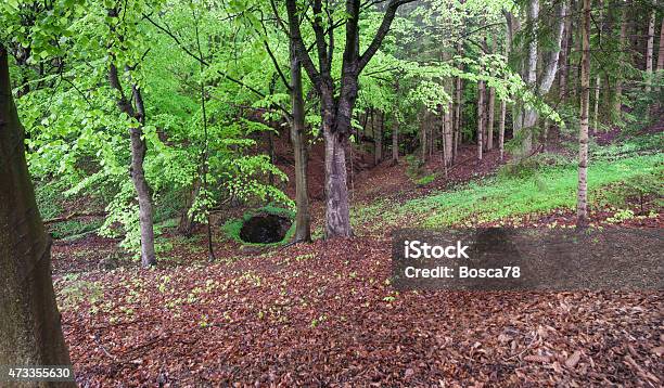 Forest Birch Tree Panorama Stock Photo - Download Image Now - 2015, Birch Tree, Branch - Plant Part