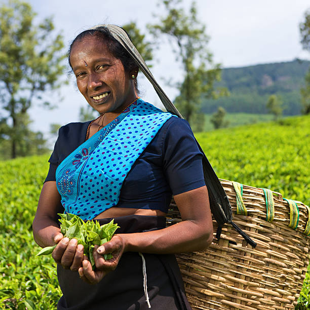 istock Tamil pickers collecting tea leaves on plantation 473356576
