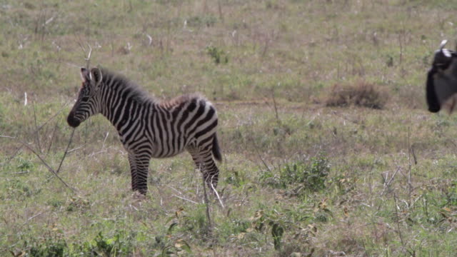 Zebra foal in the serengeti