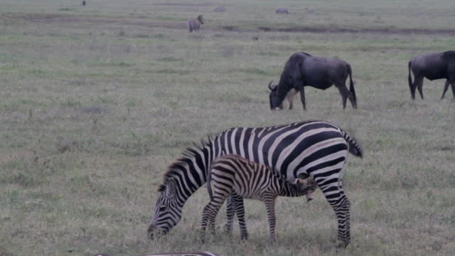 zebra mother feeding foal