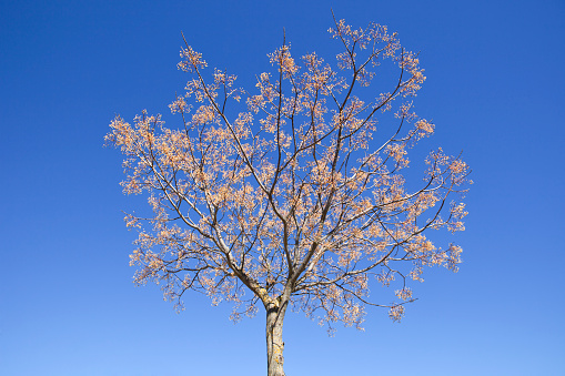 Chinaberry melia tree isolated over blue sky