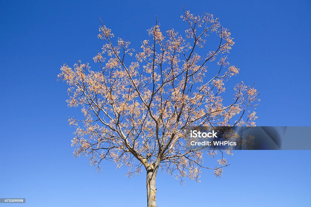 Chinaberry melia tree Chinaberry melia tree isolated over blue sky 2015 Stock Photo