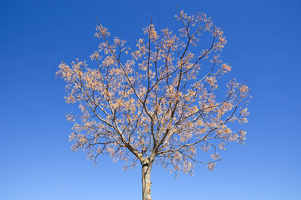 Mecalia Tree 1,200+ Melia Stock Photos, Pictures & Royalty-Free Images - iStock