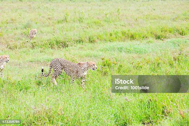 Three Cheetahs Hunting Stock Photo - Download Image Now - 2015, Africa, African Cheetah