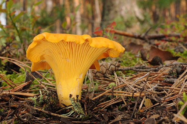 istock Cantharellus cibarius fungus 473363210