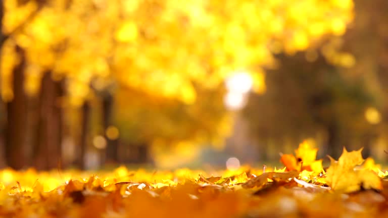 Automne