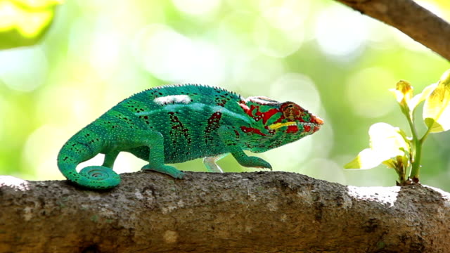 Chameleon in Reunion Island