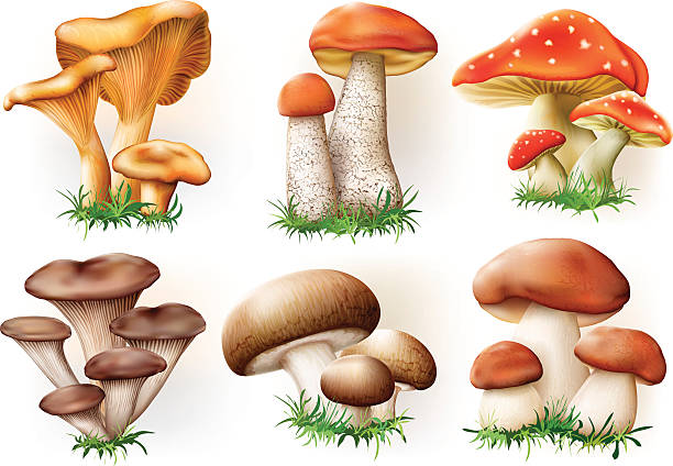 ilustrações de stock, clip art, desenhos animados e ícones de coleção de cogumelos - chanterelle golden chanterelle edible mushroom mushroom