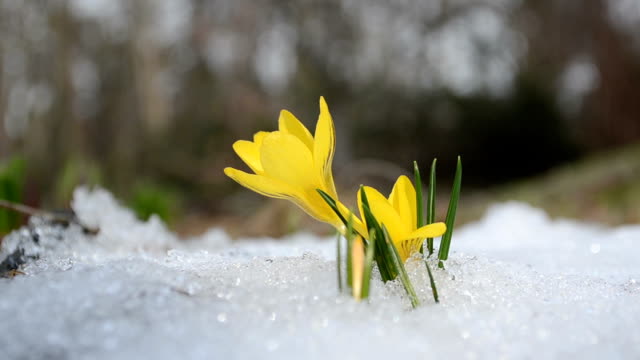 saffron flower snow