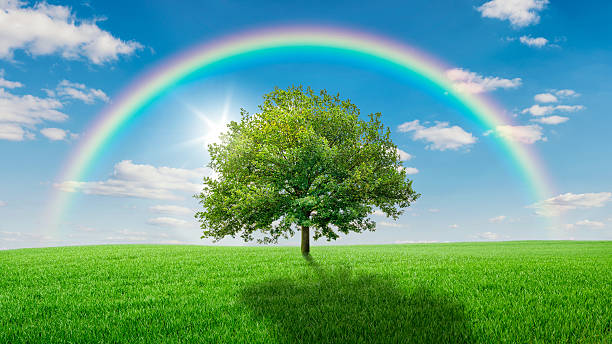 istock Oak tree on a green meadow covered by a rainbow 473365874