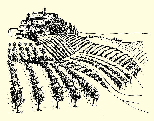 ilustraciones, imágenes clip art, dibujos animados e iconos de stock de hermosa vista de viñedos del valle. - tuscany