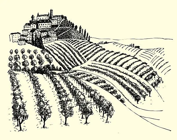 Vector illustration of Beautiful Vineyard View In The Valley.